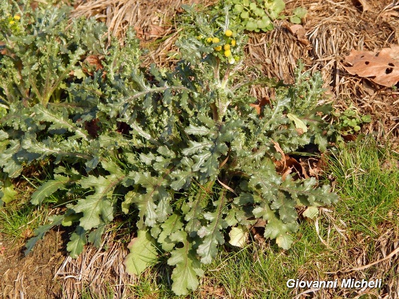 Senecio vulgaris